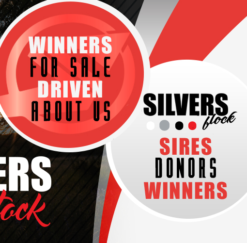 Silvers Livestock