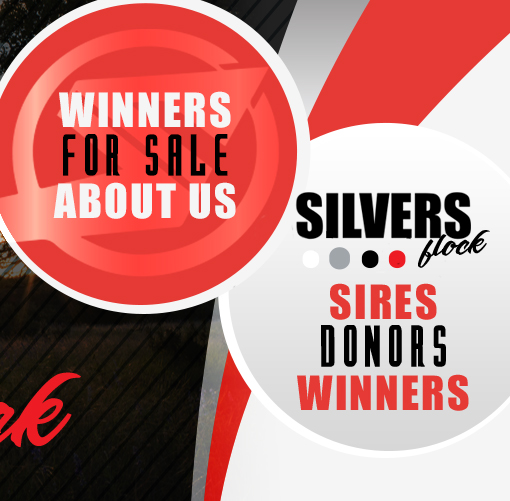 Silvers Livestock