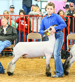 Silvers Livestock Winners